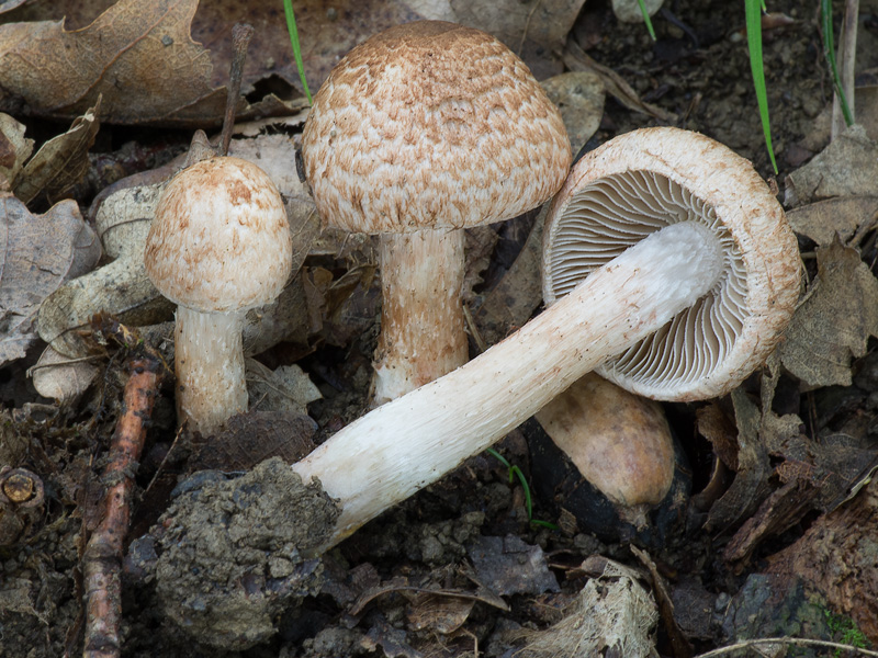 Inocybe bongardii